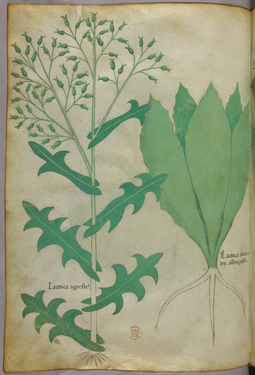 Botanisk illustration, ca. 1440 (blæk og farve på pergament) af Italian School