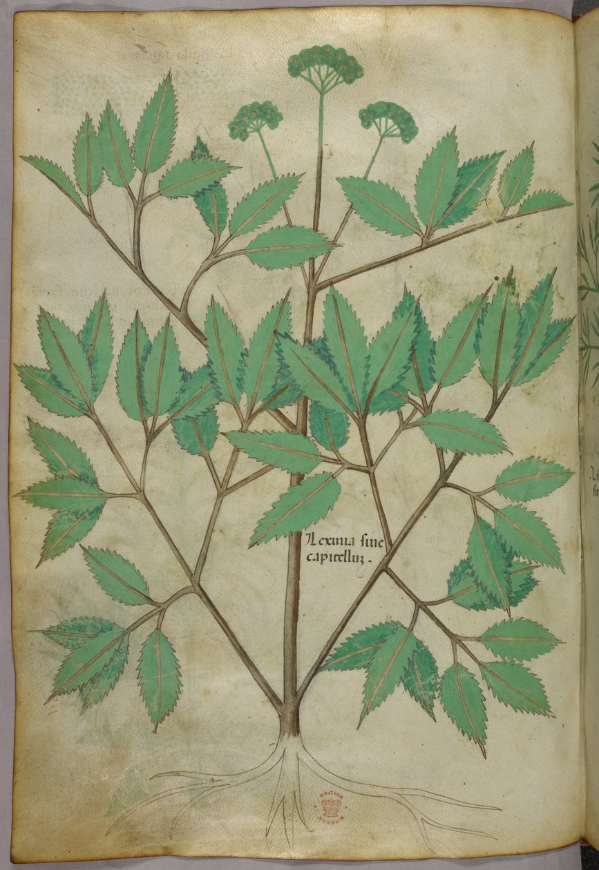Botanisk illustration, ca. 1440 (blæk og farve på pergament) af Italian School
