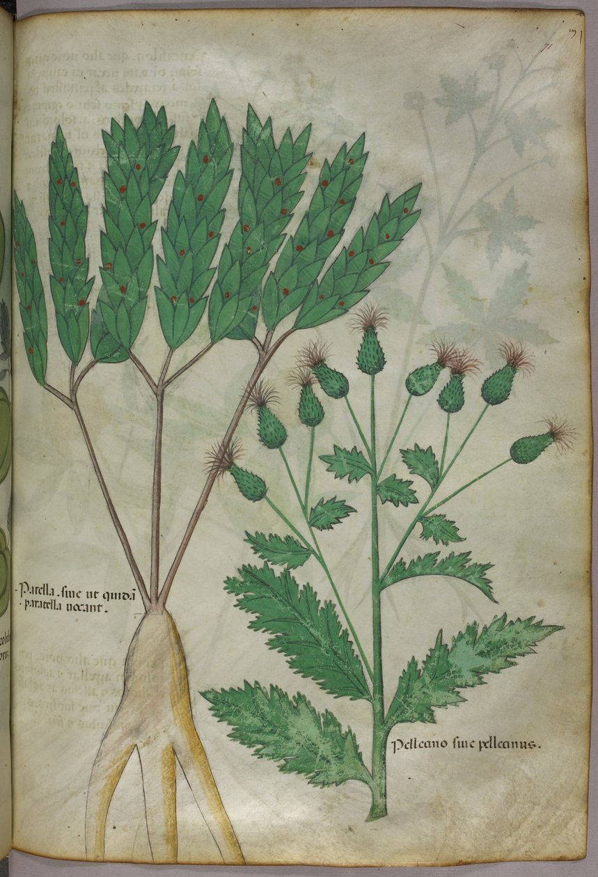 Botanisk illustration, ca. 1440 (blæk og farve på pergament) af Italian School