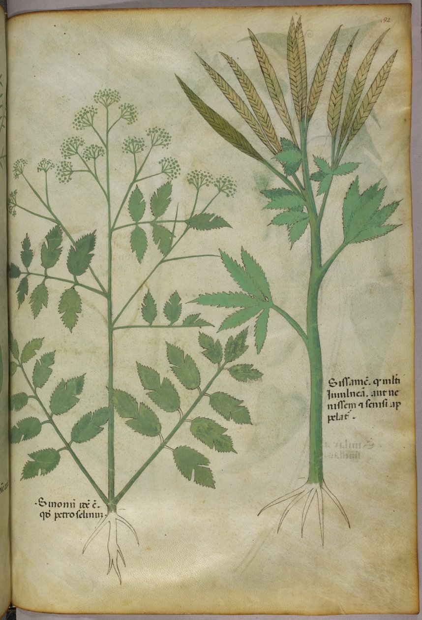 Botanisk illustration, ca. 1440 (blæk og farve på pergament) af Italian School