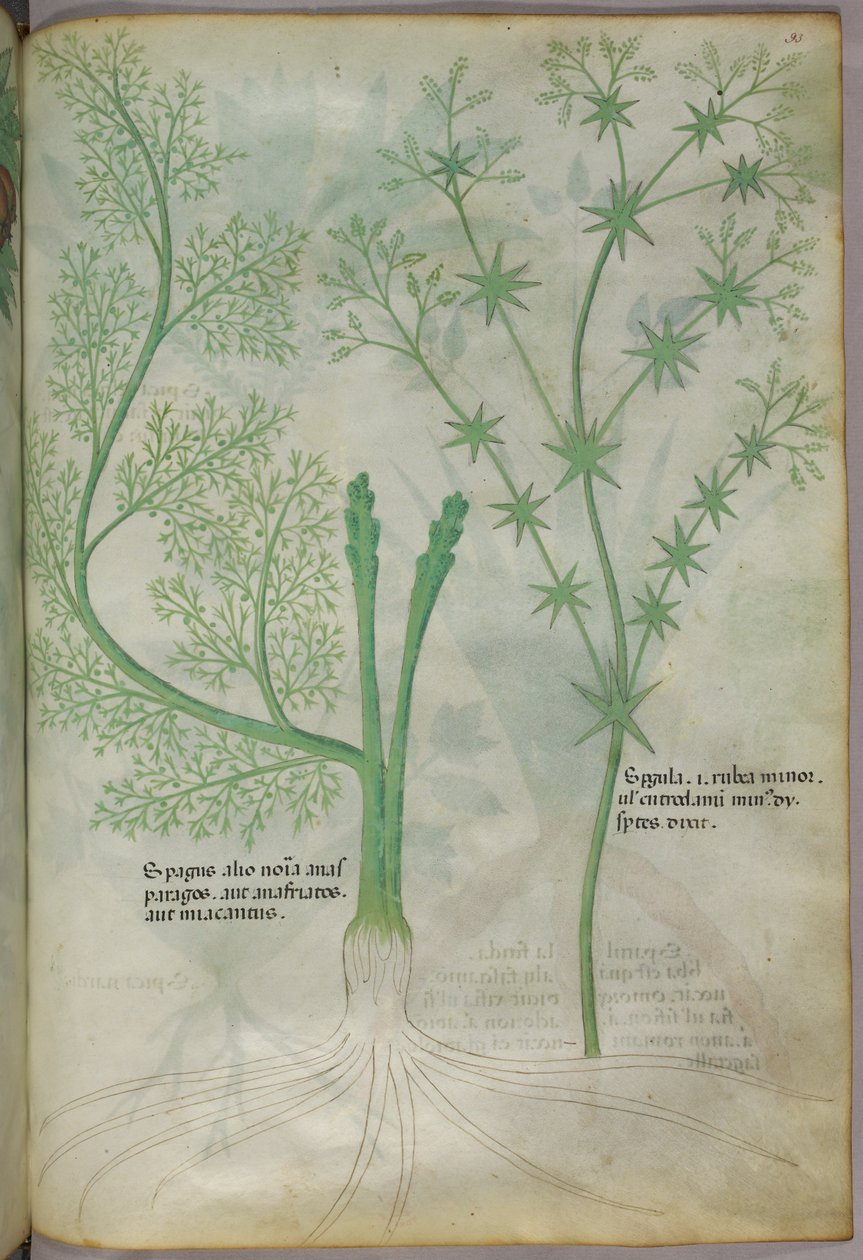 Botanisk illustration, ca. 1440 (blæk og farve på pergament) af Italian School