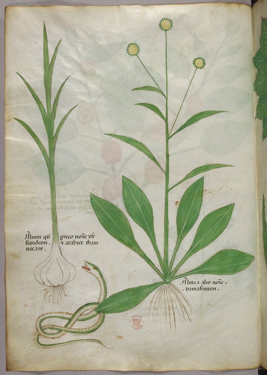 Botanisk illustration, ca. 1440 (blæk og farve på pergament) af Italian School