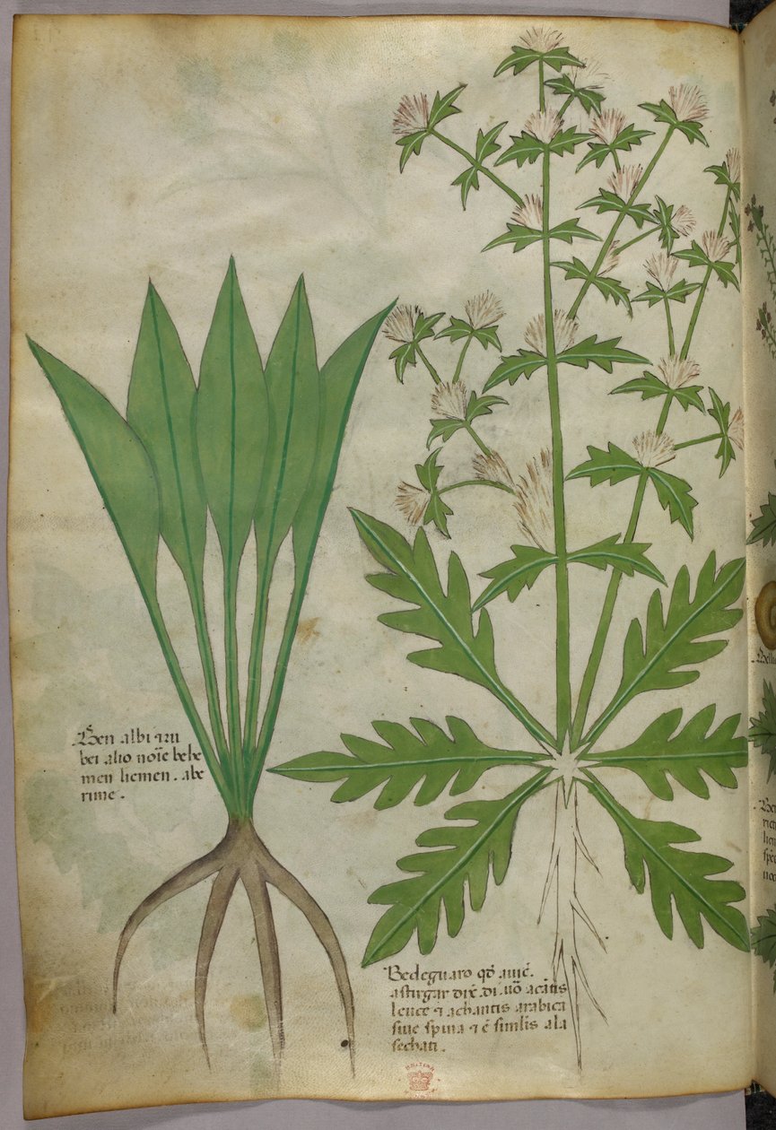 Botanisk illustration, ca. 1440 (blæk og farve på pergament) af Italian School