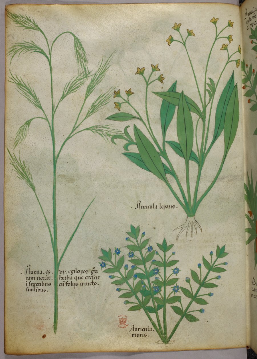 Botanisk illustration, ca. 1440 (blæk og farve på pergament) af Italian School