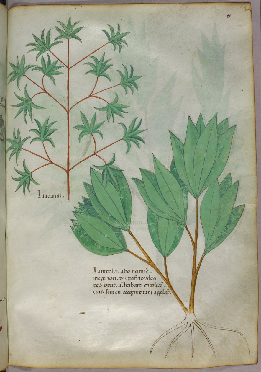 Botanisk illustration, ca. 1440 (blæk og farve på pergament) af Italian School