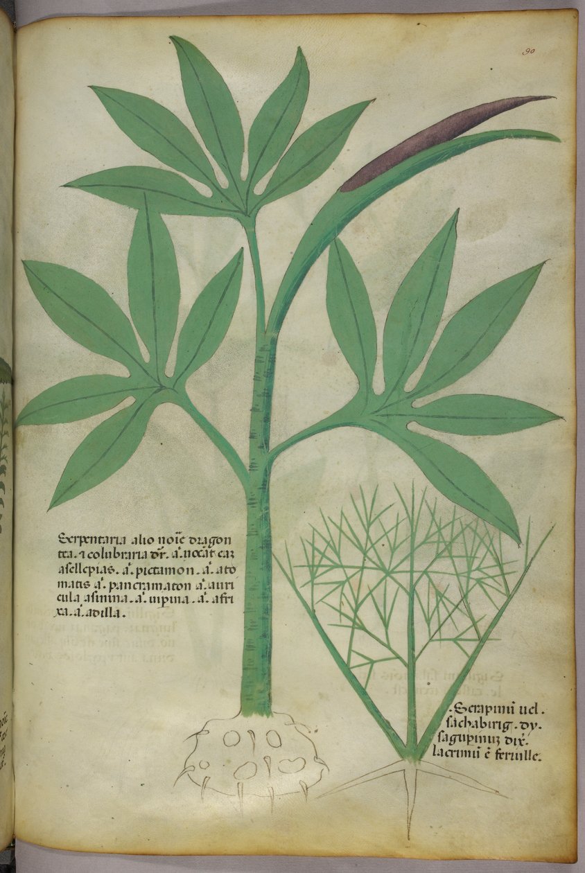 Botanisk illustration, ca. 1440 (blæk og farve på pergament) af Italian School