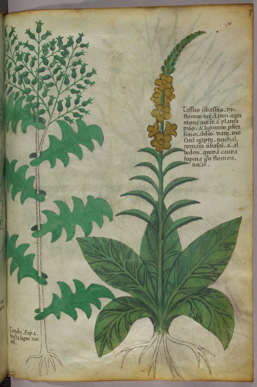 Botanisk illustration, ca. 1440 (blæk og farve på pergament) af Italian School
