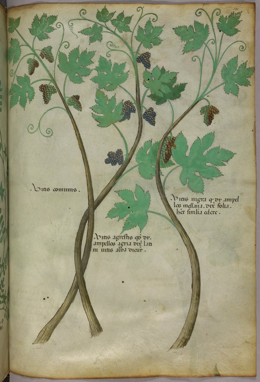 Botanisk illustration, ca. 1440 (blæk og farve på pergament) af Italian School