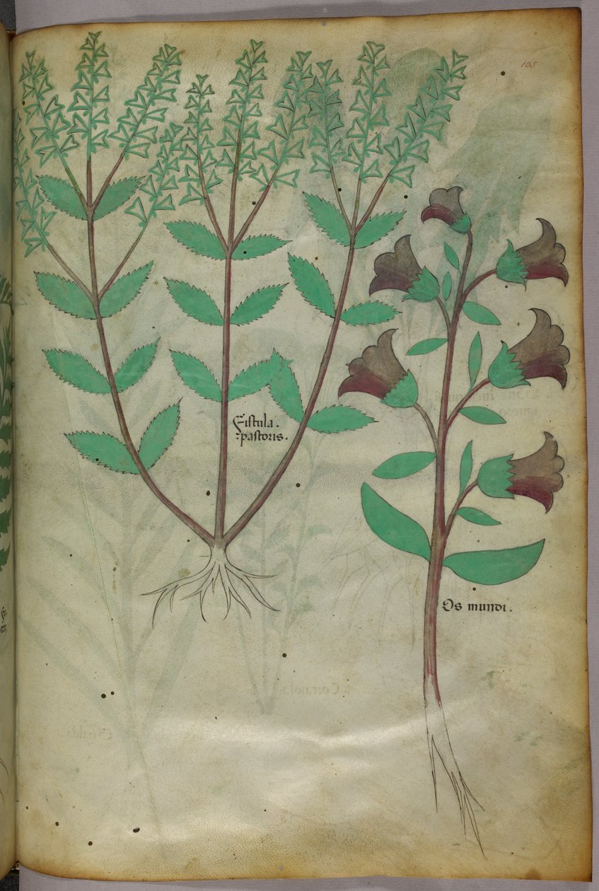 Botanisk illustration, ca. 1440 (blæk og farve på pergament) af Italian School