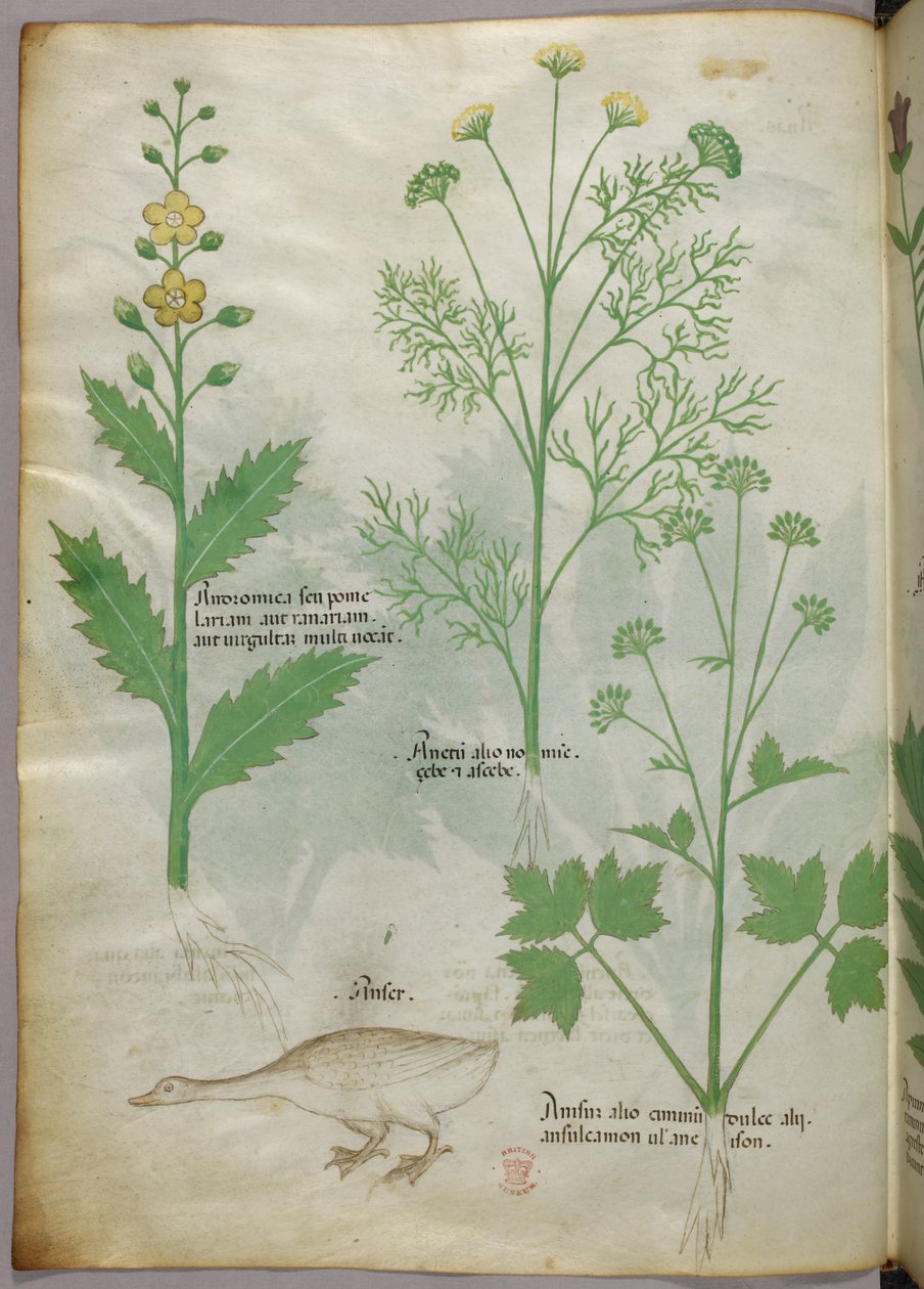 Botanisk illustration, ca. 1440 (blæk og farve på pergament) af Italian School