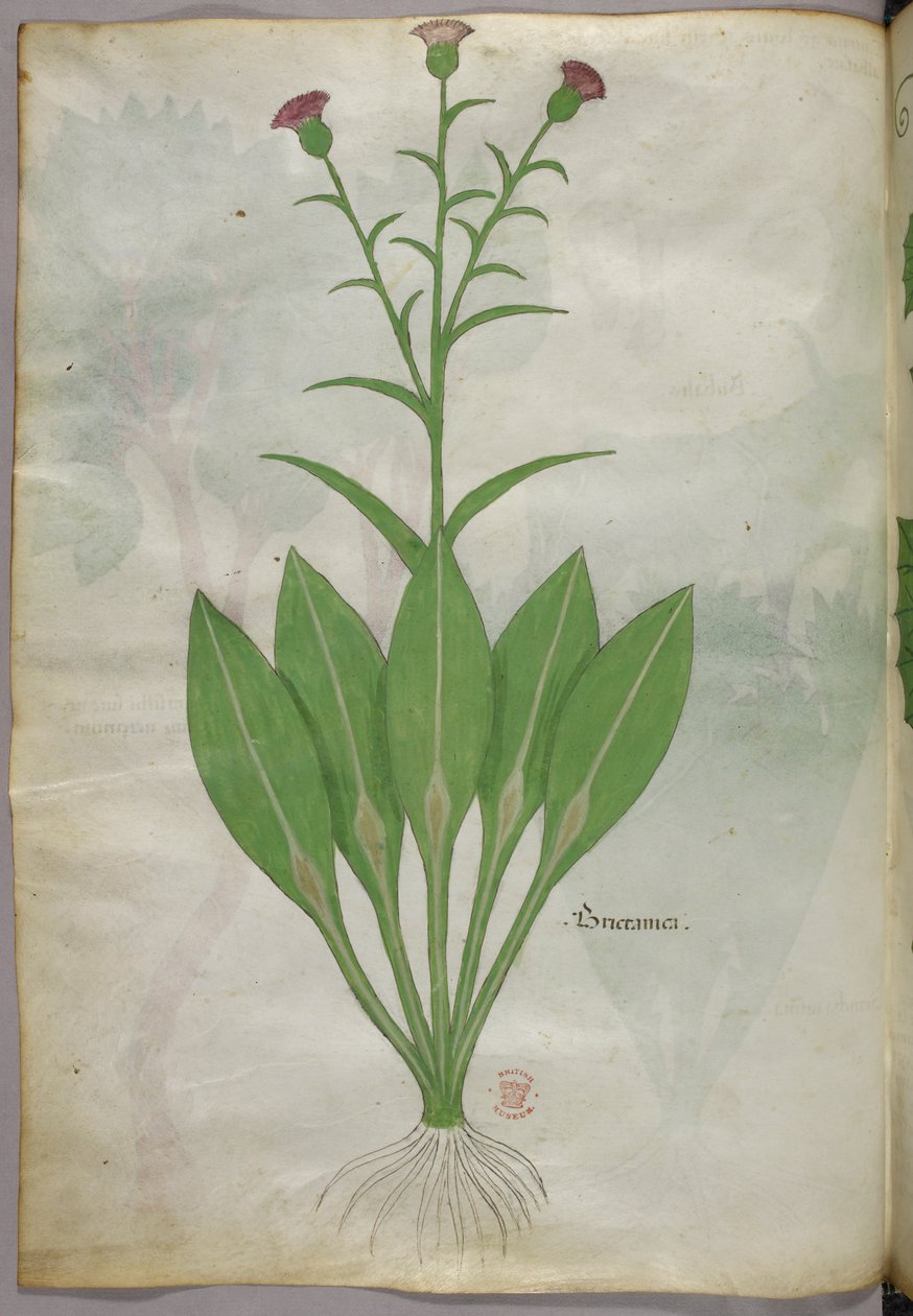 Botanisk illustration, ca. 1440 (blæk og farve på pergament) af Italian School