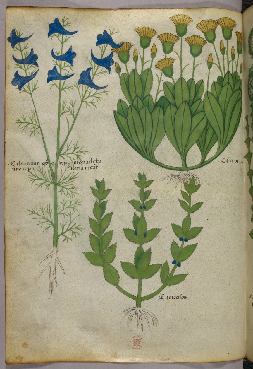 Botanisk illustration, ca. 1440 (blæk og farve på pergament) af Italian School