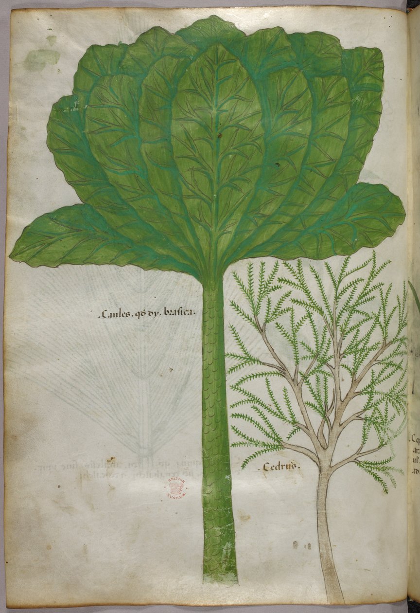 Botanisk illustration, ca. 1440 (blæk og farve på pergament) af Italian School