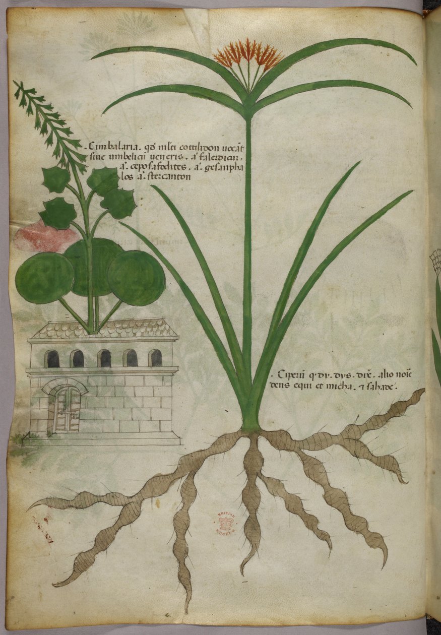Botanisk illustration, ca. 1440 (blæk og farve på pergament) af Italian School