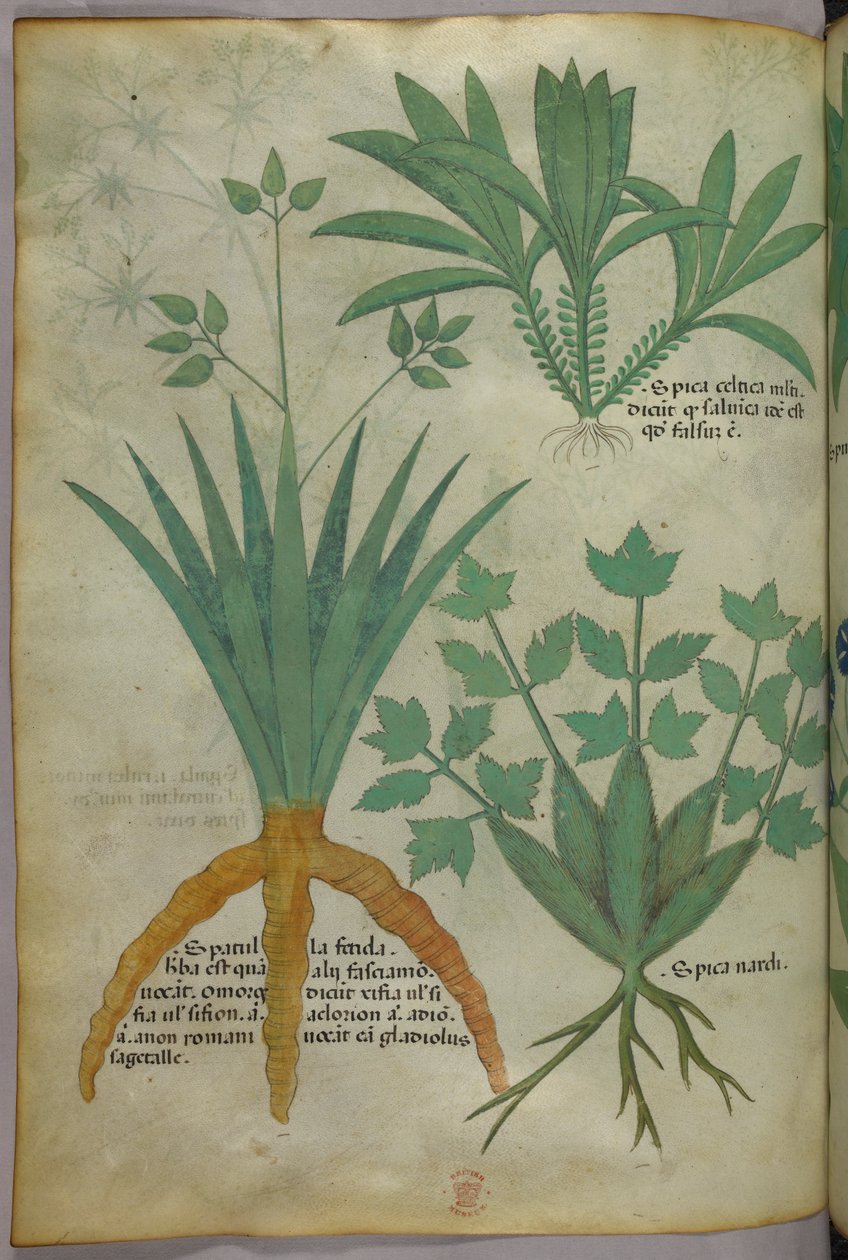Botanisk illustration, ca. 1440 (blæk og farve på pergament) af Italian School