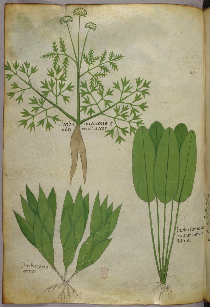 Botanisk illustration, ca. 1440 (blæk og farve på pergament) af Italian School