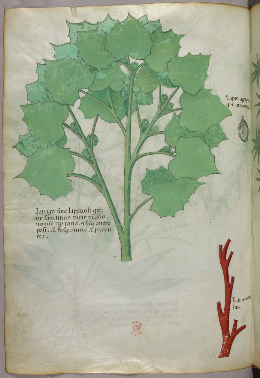 Botanisk illustration, ca. 1440 (blæk og farve på pergament) af Italian School