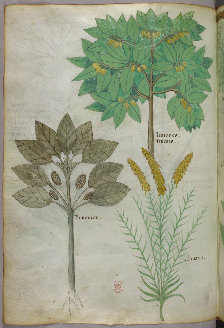 Botanisk illustration, ca. 1440 (blæk og farve på pergament) af Italian School