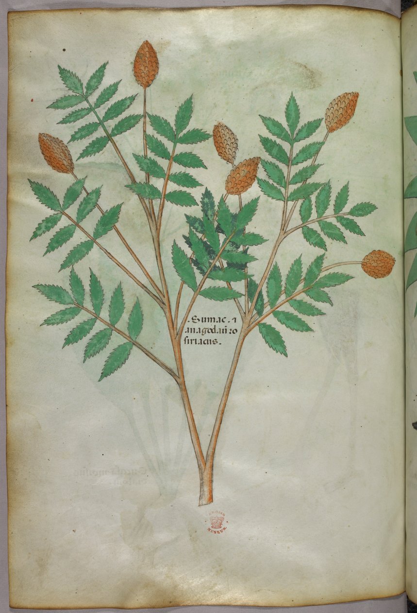 Botanisk illustration, ca. 1440 (blæk og farve på pergament) af Italian School