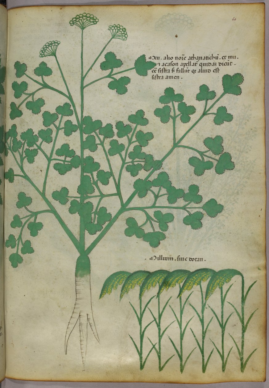 Botanisk illustration, ca. 1440 (blæk og farve på pergament) af Italian School