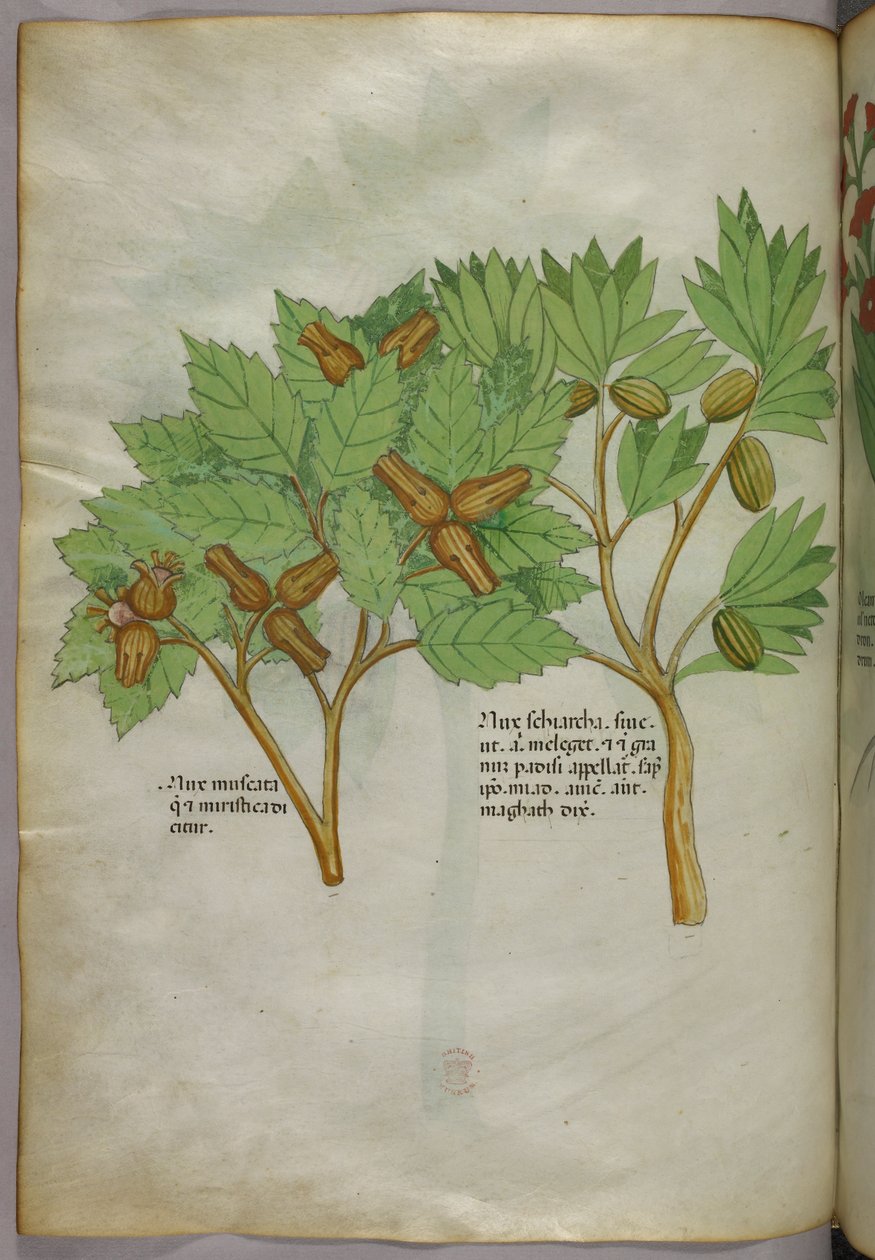 Botanisk illustration, ca. 1440 (blæk og farve på pergament) af Italian School