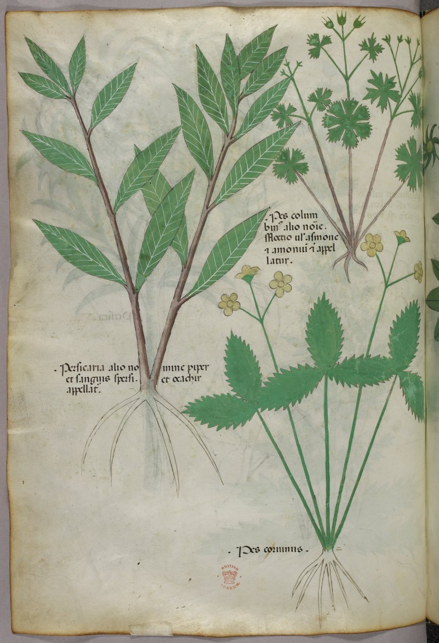 Botanisk illustration, ca. 1440 (blæk og farve på pergament) af Italian School