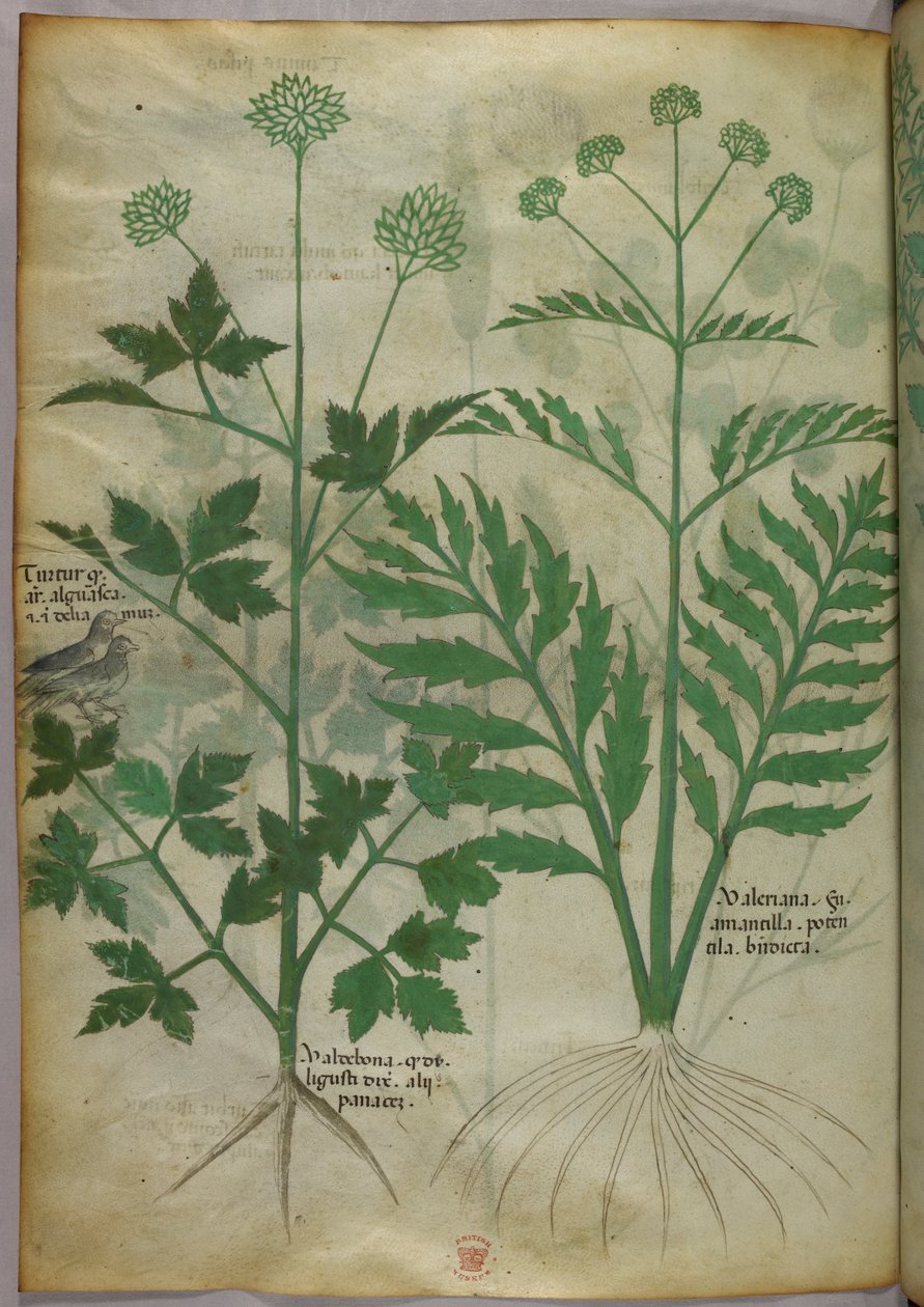 Botanisk illustration, ca. 1440 (blæk og farve på pergament) af Italian School