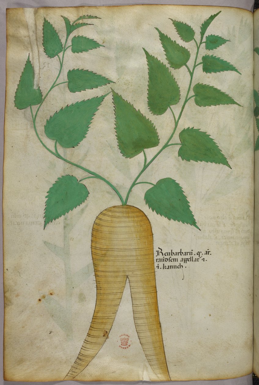 Botanisk illustration, ca. 1440 (blæk og farve på pergament) af Italian School