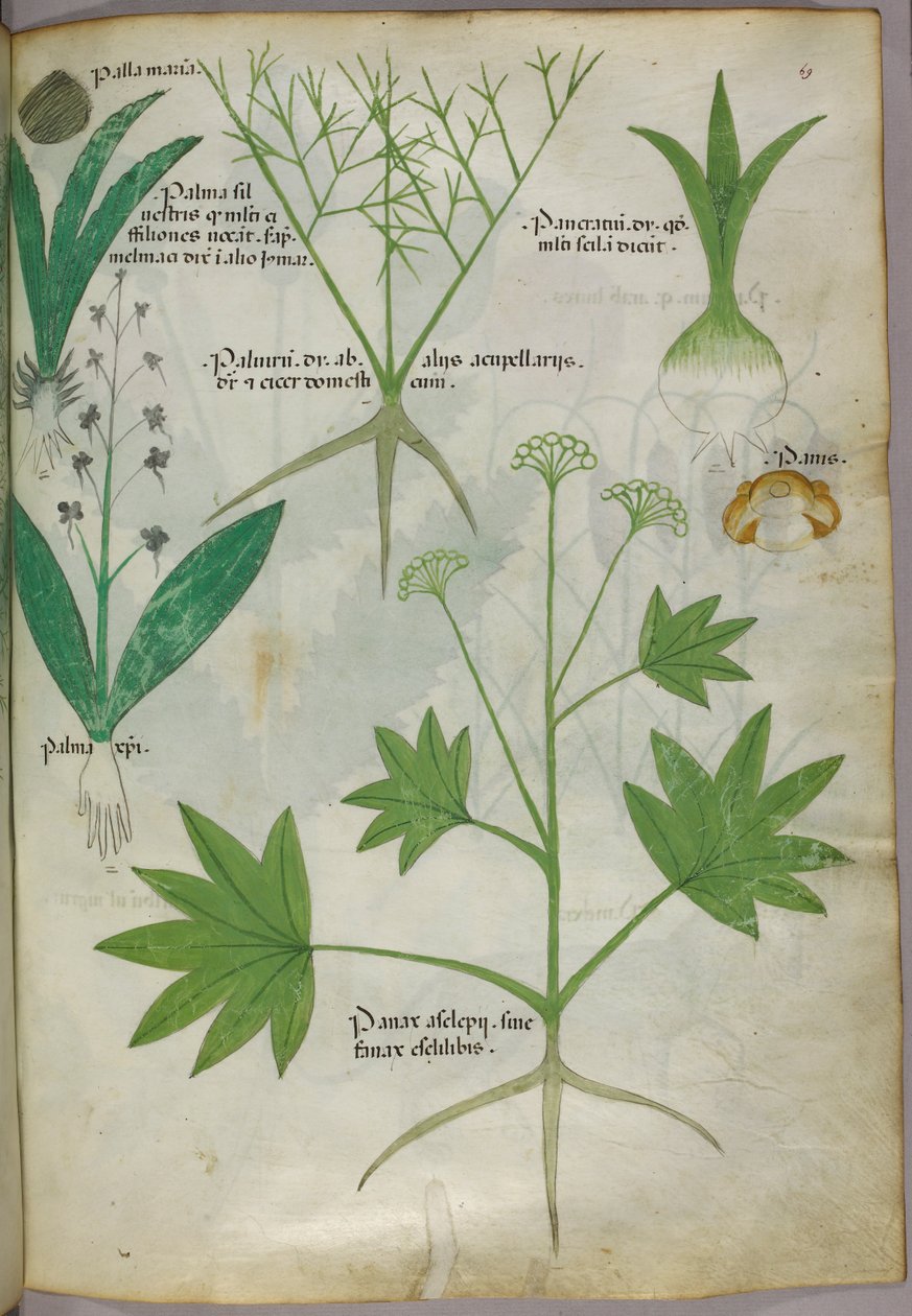 Botanisk illustration, ca. 1440 (blæk og farve på pergament) af Italian School