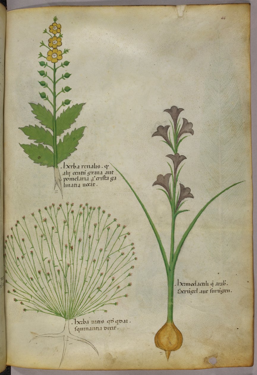 Botanisk illustration, ca. 1440 (blæk og farve på pergament) af Italian School