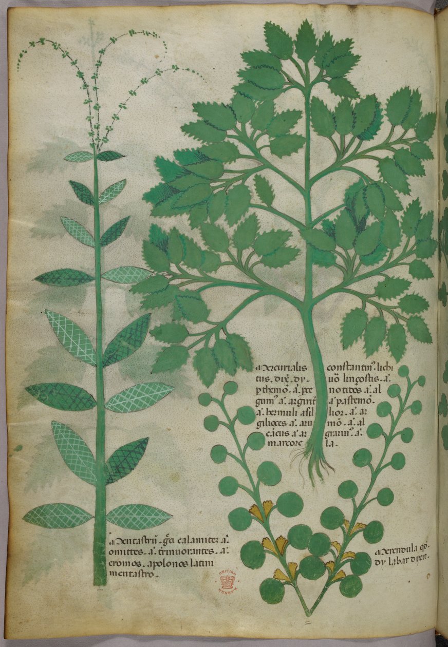 Botanisk illustration, ca. 1440 (blæk og farve på pergament) af Italian School