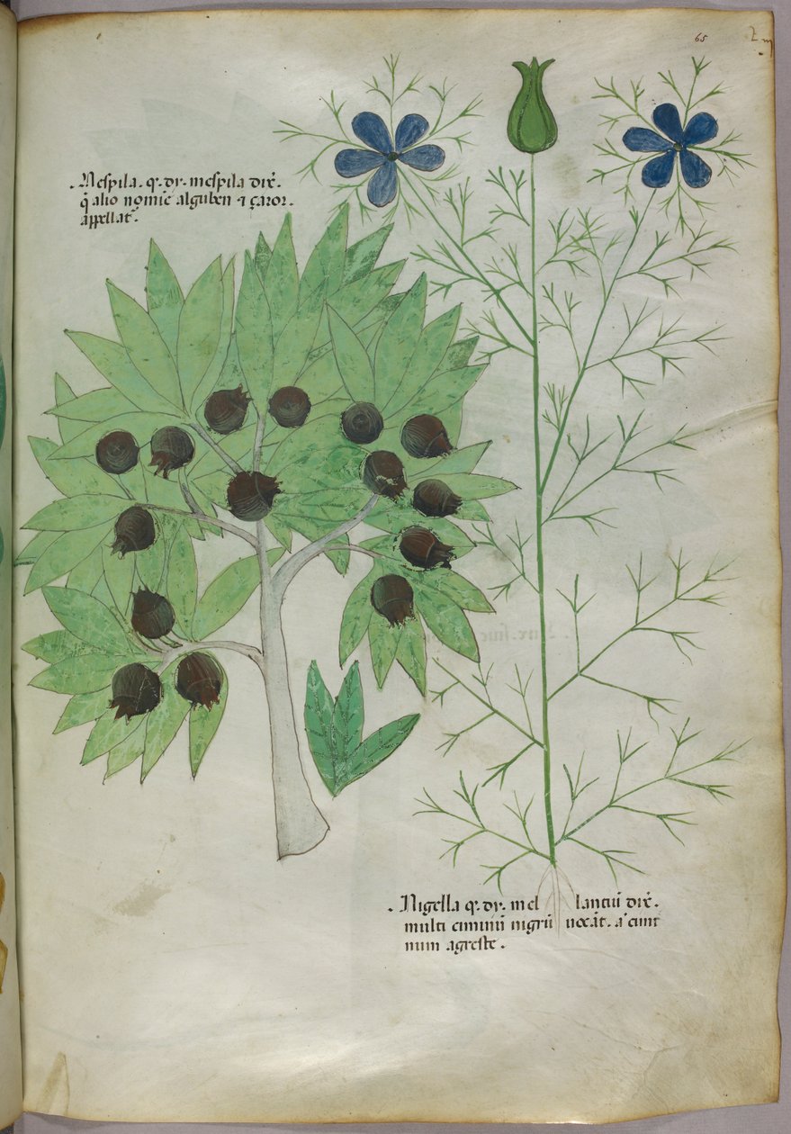 Botanisk illustration, ca. 1440 (blæk og farve på pergament) af Italian School