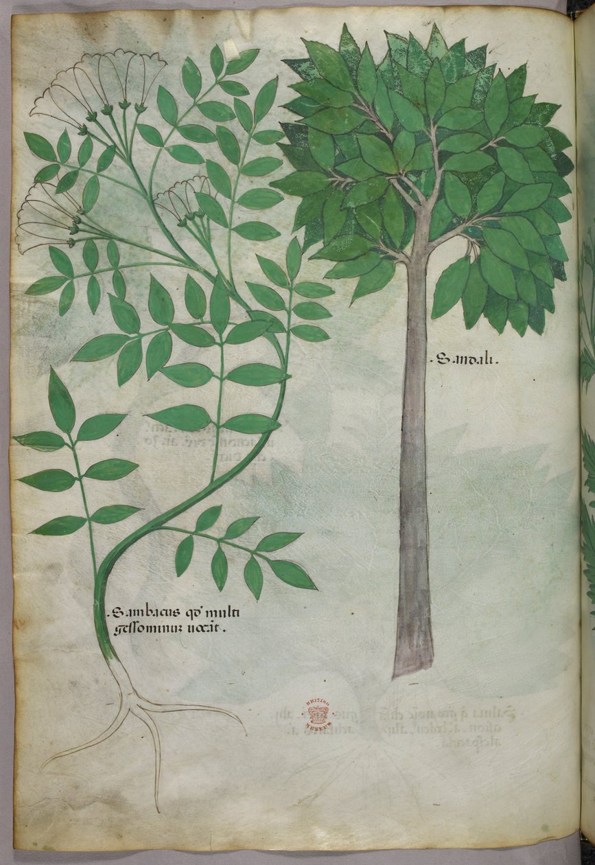 Botanisk illustration, ca. 1440 (blæk og farve på pergament) af Italian School