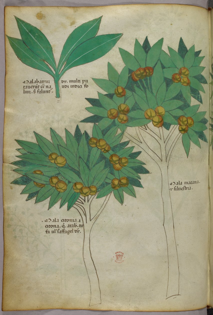 Botanisk illustration, ca. 1440 (blæk og farve på pergament) af Italian School