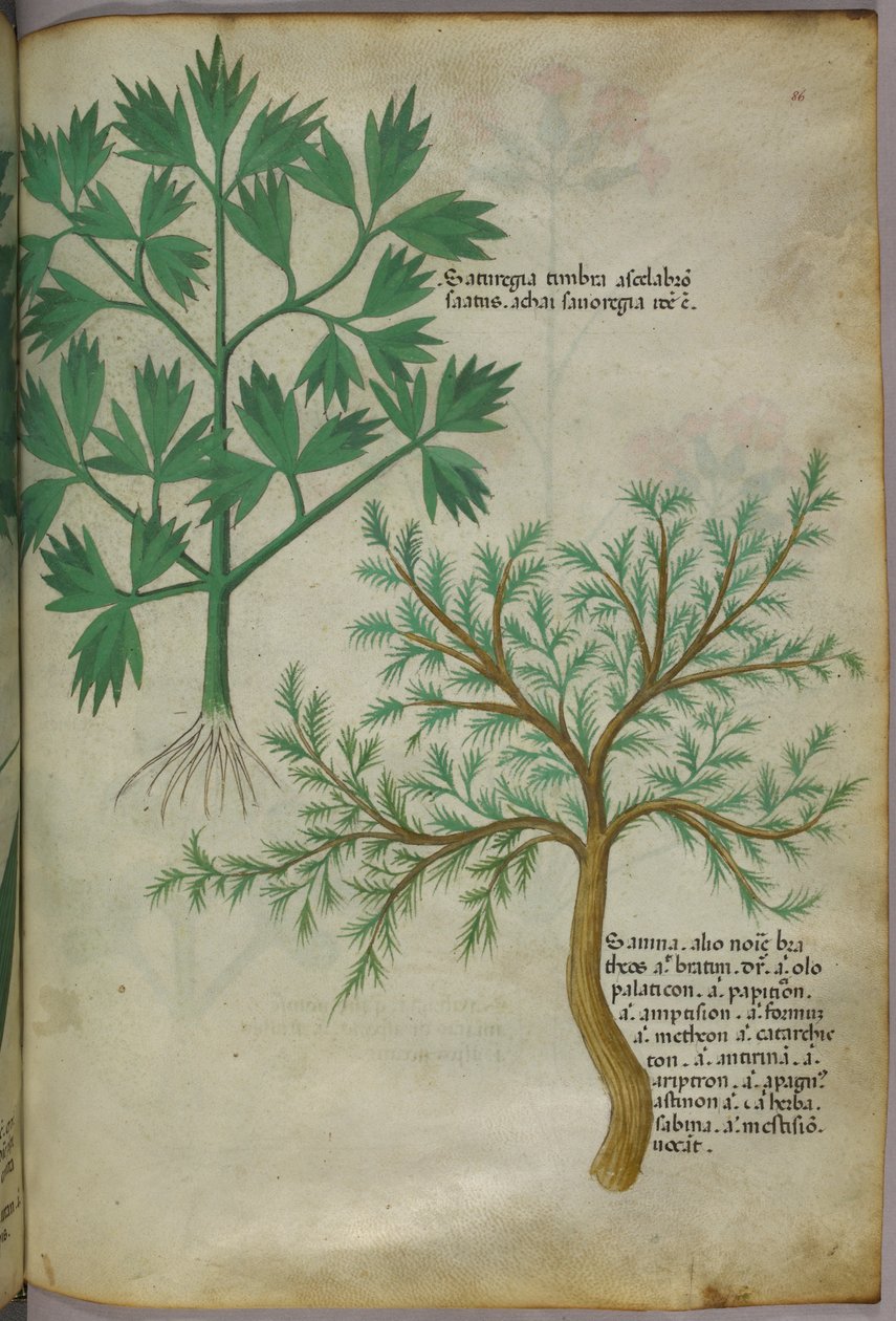 Botanisk illustration, ca. 1440 (blæk og farve på pergament) af Italian School