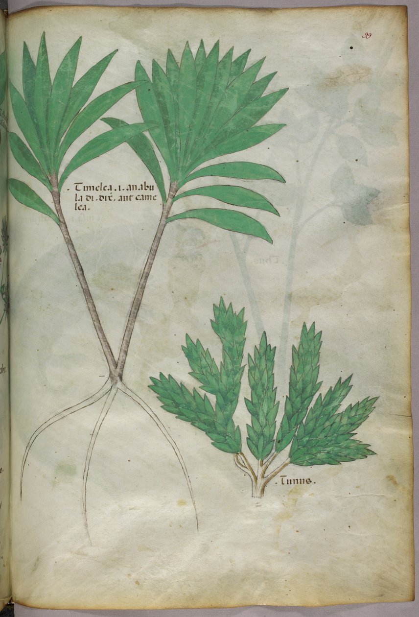 Botanisk illustration, ca. 1440 (blæk og farve på pergament) af Italian School