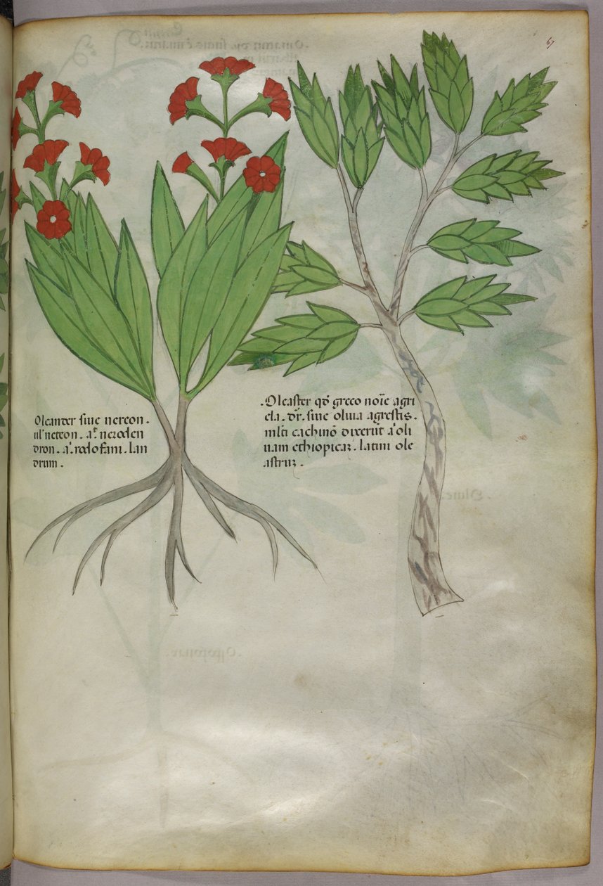 Botanisk illustration, ca. 1440 (blæk og farve på pergament) af Italian School