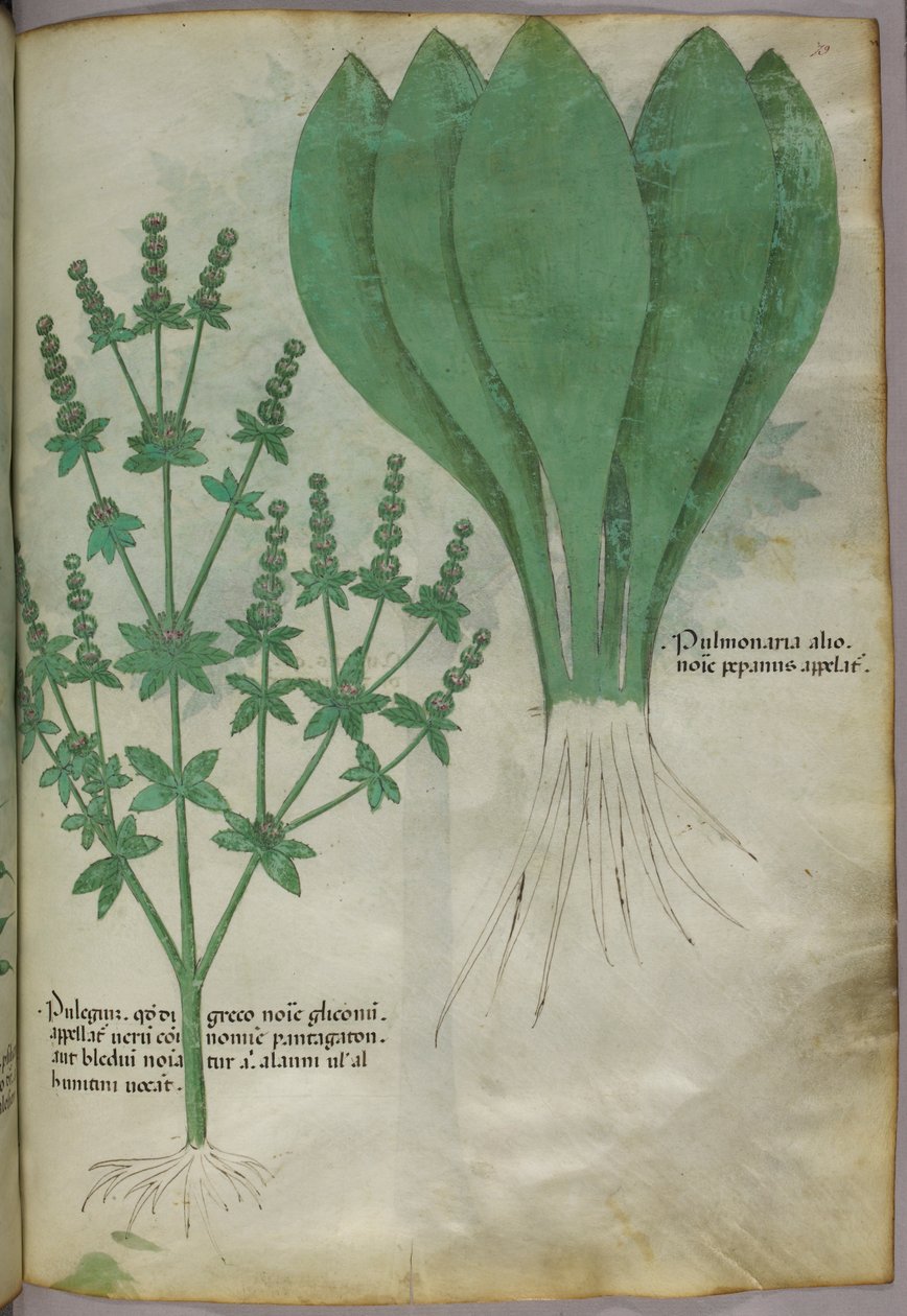 Botanisk illustration, ca. 1440 (blæk og farve på pergament) af Italian School