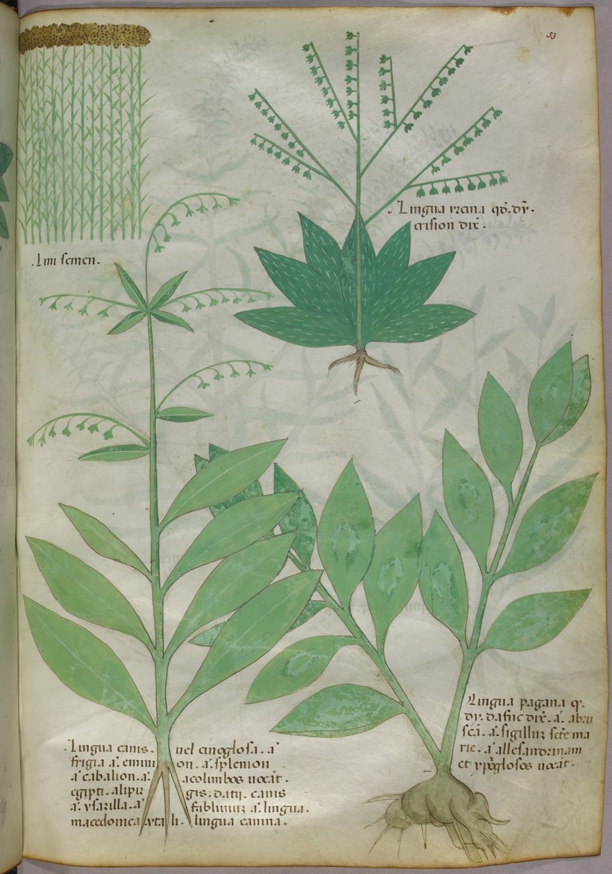 Botanisk illustration, ca. 1440 (blæk og farve på pergament) af Italian School