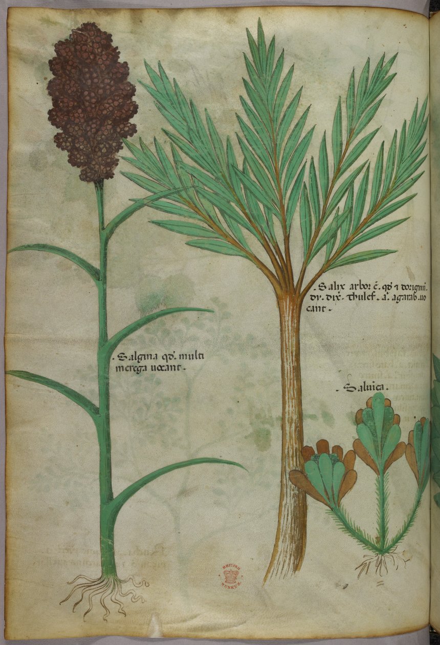 Botanisk illustration, ca. 1440 (blæk og farve på pergament) af Italian School