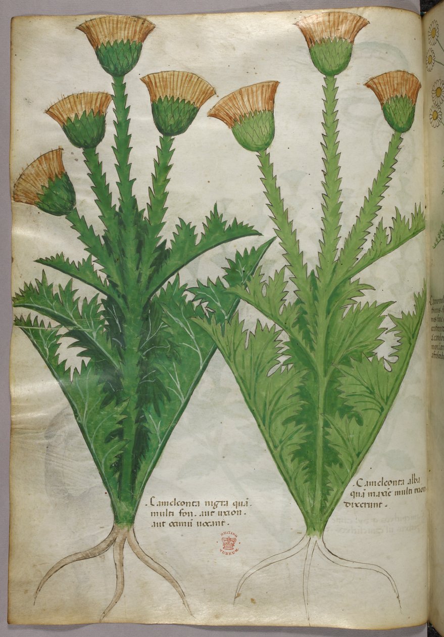 Botanisk illustration, ca. 1440 (blæk og farve på pergament) af Italian School