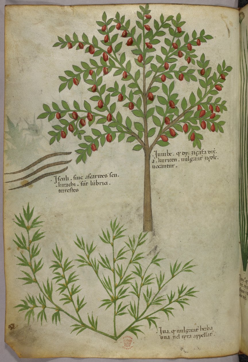 Botanisk illustration, ca. 1440 (blæk og farve på pergament) af Italian School