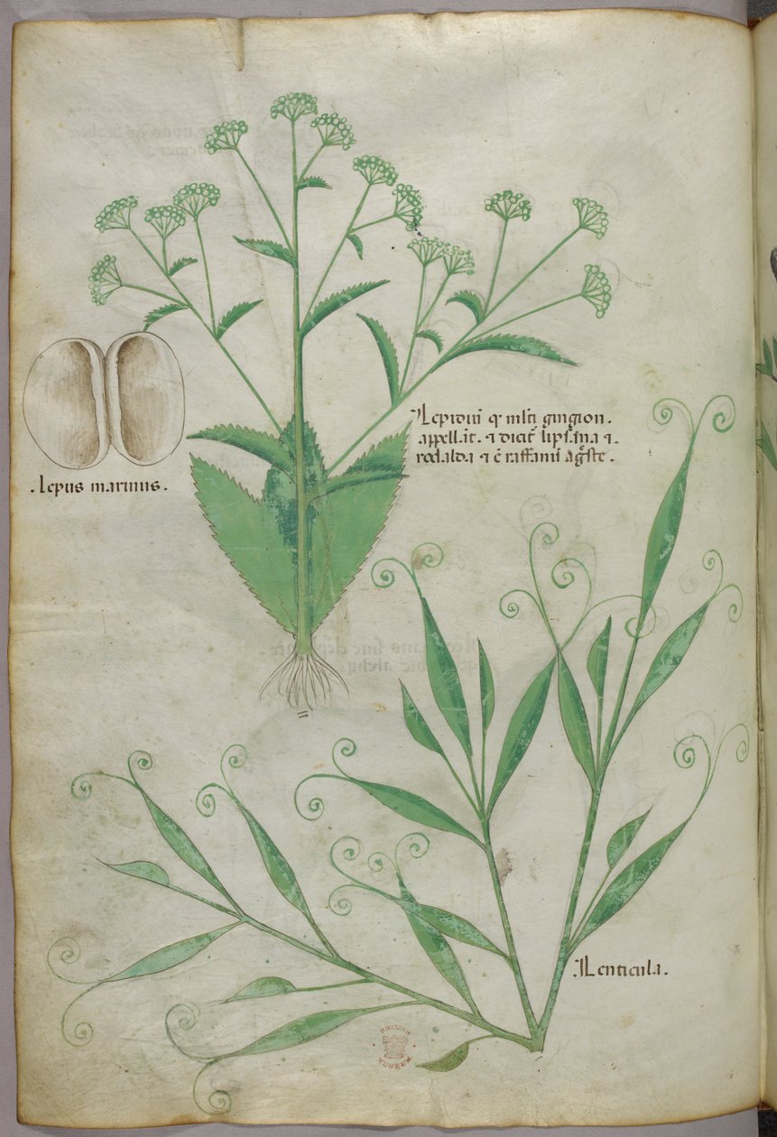 Botanisk illustration, ca. 1440 (blæk og farve på pergament) af Italian School