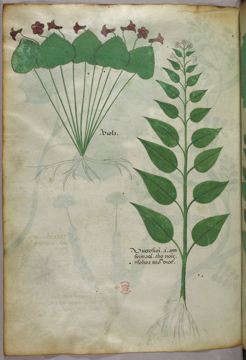 Botanisk illustration, ca. 1440 (blæk og farve på pergament) af Italian School