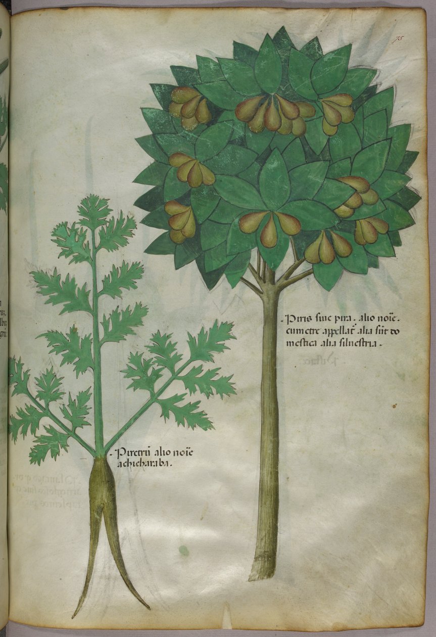 Botanisk illustration, ca. 1440 (blæk og farve på pergament) af Italian School