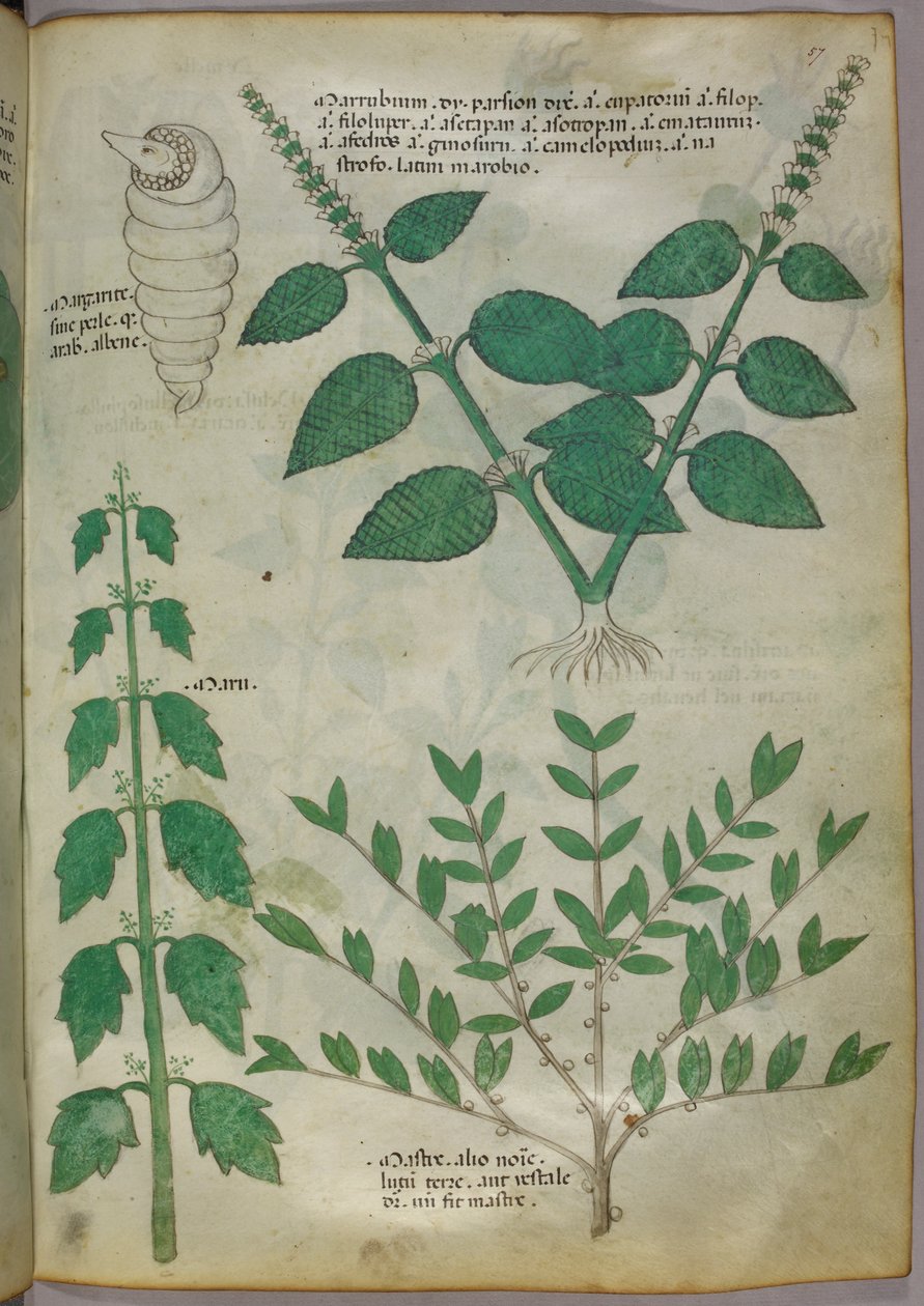 Botanisk illustration, ca. 1440 (blæk og farve på pergament) af Italian School