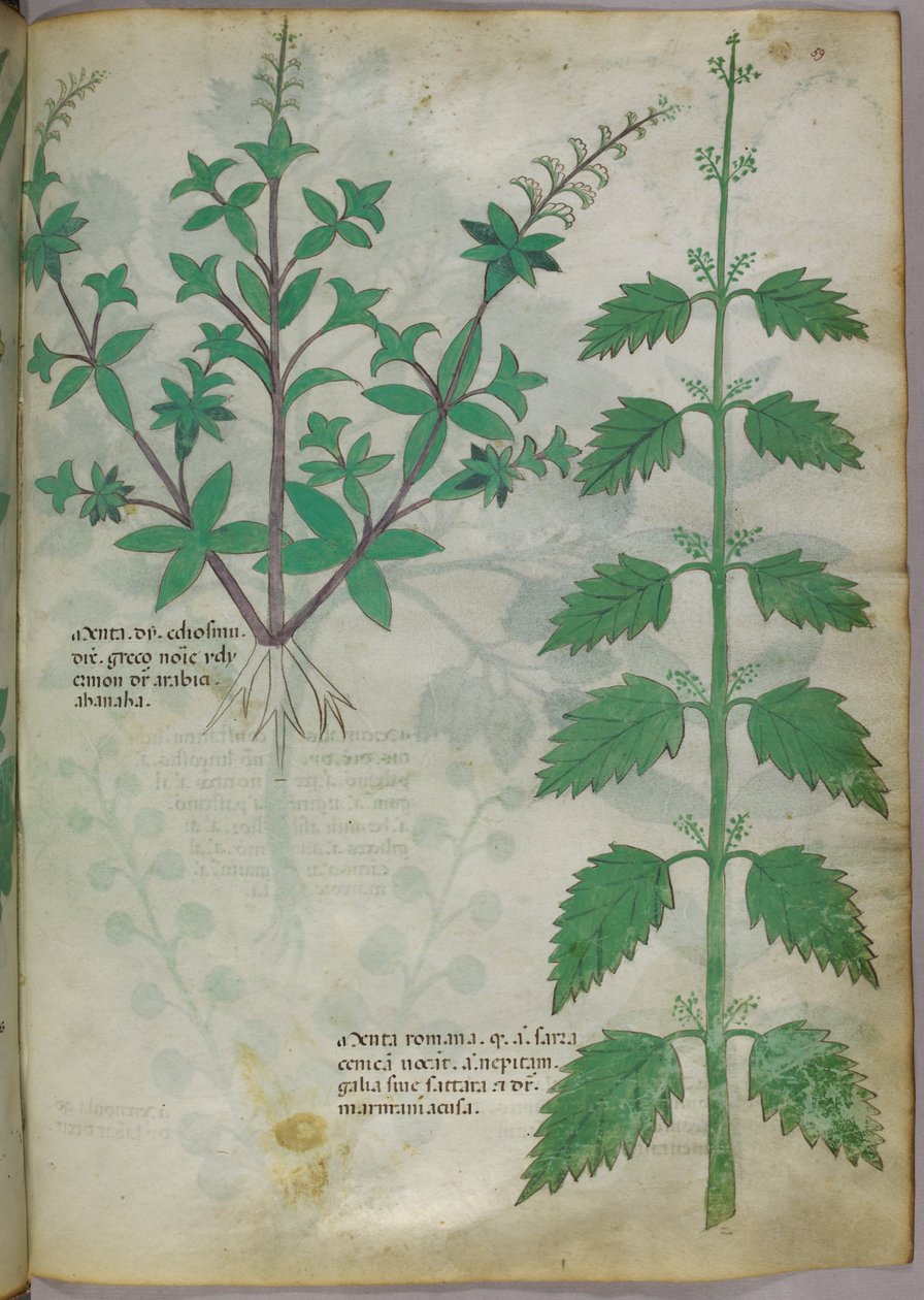Botanisk illustration, ca. 1440 (blæk og farve på pergament) af Italian School