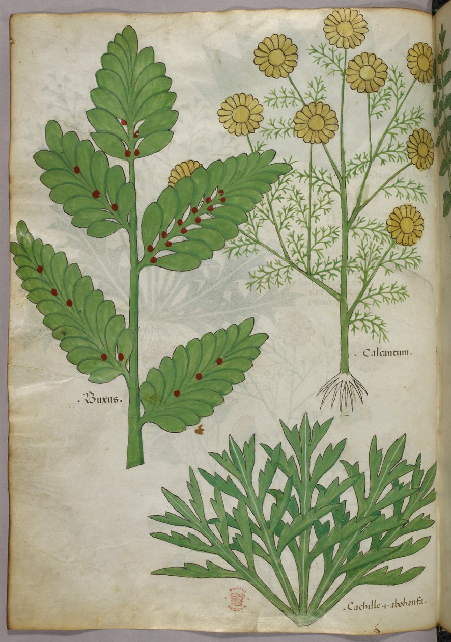 Botanisk illustration, ca. 1440 (blæk og farve på pergament) af Italian School