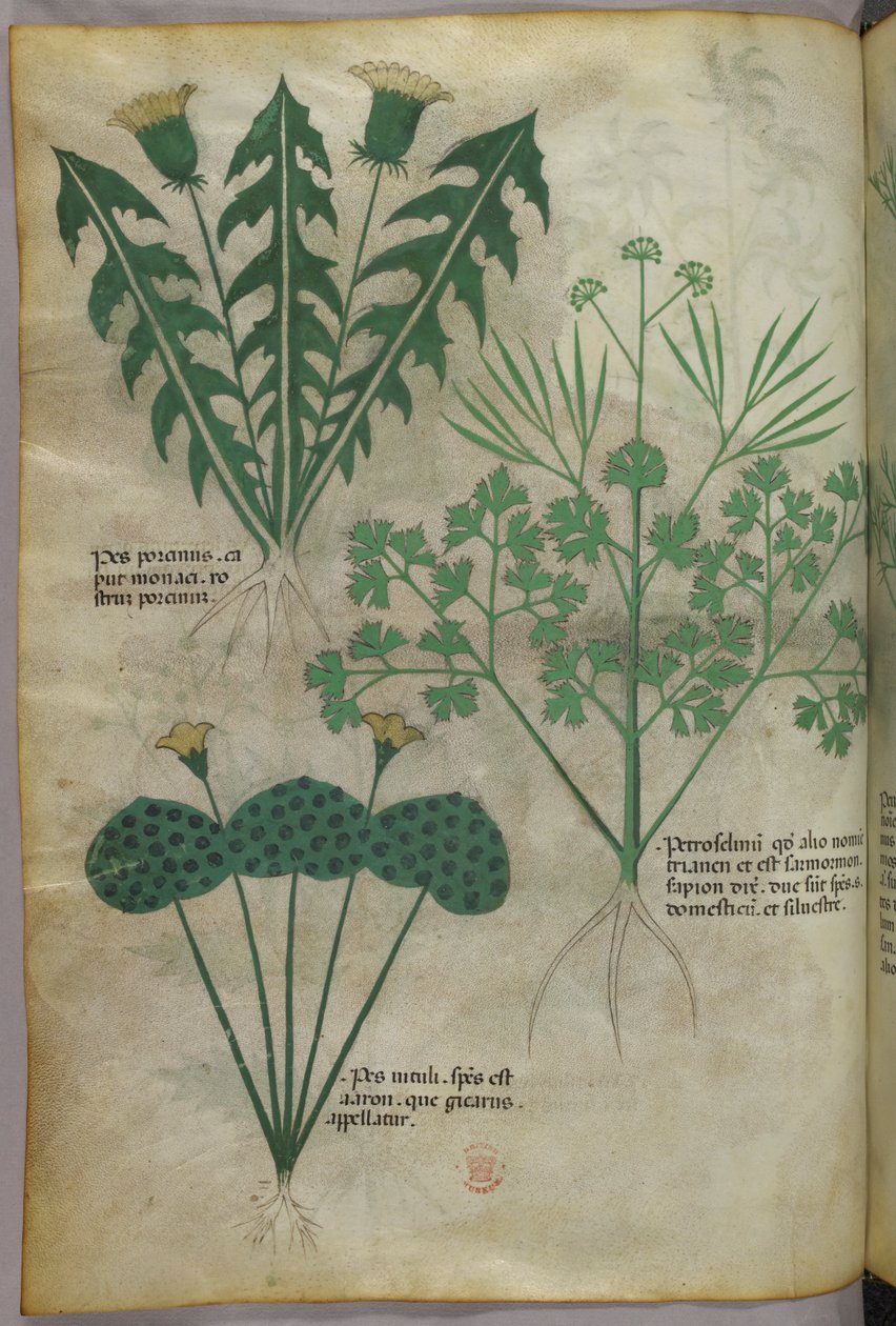 Botanisk illustration, ca. 1440 (blæk og farve på pergament) af Italian School