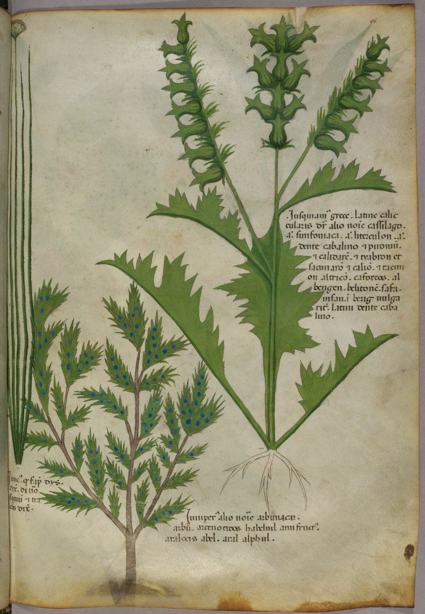 Botanisk illustration, ca. 1440 (blæk og farve på pergament) af Italian School